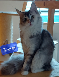 Zourhi
